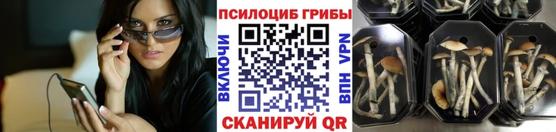 Галлюциногенные грибы Psilocybine cubensis  закладка  Саров 
